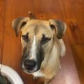 Photo of Honey