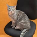 Photo of Cookie