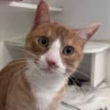 Photo of Butterscotch 