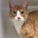 Photo of Butterscotch 