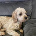 Photo of Holly   10 Month Old Cavoodle (Hold)