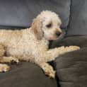 Photo of Holly   10 Month Old Cavoodle (Hold)
