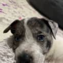 Photo of Bluebell 7 Week Old Border Collie X (Trial)