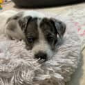 Photo of Bluebell 7 Week Old Border Collie X (Trial)