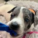 Photo of Bluebell 7 Week Old Border Collie X (Trial)