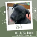 Photo of Rolo