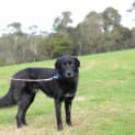 Photo of Sooty