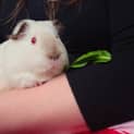 Photo of Cherry