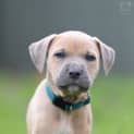 Photo of Phily Paws