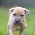Photo of Phily Paws
