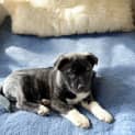 Photo of Quirill 9 Week Old Husky X (Trial)