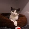Photo of Shelby