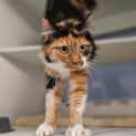 Photo of Coco