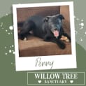 Photo of Penny