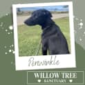 Photo of Periwinkle