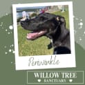 Photo of Periwinkle