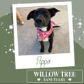 Photo of Pippa