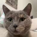 Photo of Sapphire 