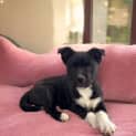 Photo of Ruffle   9 Week Old Husky X (Trial)