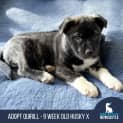 Photo of Quirill 9 Week Old Husky X (Trial)