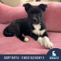 Photo of Ruffle   9 Week Old Husky X (Trial)