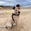 Photo of Duke   22 Month Old Cattle Dog X