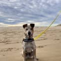 Photo of Duke   22 Month Old Cattle Dog X