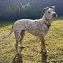 Photo of Duke   22 Month Old Cattle Dog X