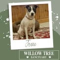 Photo of Josie