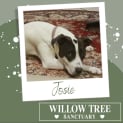 Photo of Josie