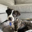 Photo of Rumples   7 Week Old Bull Arab X (Trial)