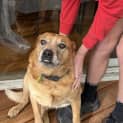 Photo of Buddy