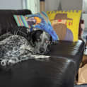 Photo of Luna