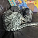 Photo of Luna