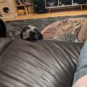 Photo of Luna