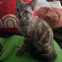 Photo of Tweedledum