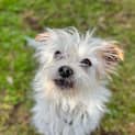 Photo of Spot