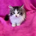 Photo of Chai