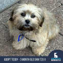 Photo of Teddy   3 Month Old Shih Tzu X (Trial)