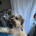 Photo of Teddy   3 Month Old Shih Tzu X (Trial)