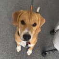 Photo of Simba