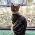 Photo of Emerald