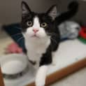 Photo of Domino