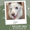 Photo of Lupa