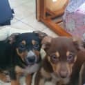 Photo of Kelpie X (Buddy)