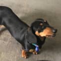 Photo of Sassy   9 Month Old Dachshund (Trial)