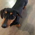 Photo of Sassy   9 Month Old Dachshund (Trial)