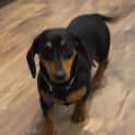 Photo of Sassy   9 Month Old Dachshund (Trial)