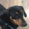 Photo of Sassy   9 Month Old Dachshund (Trial)
