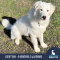 Photo of Mia   6 Month Old Maremma (Trial)